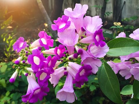 GARLIC VINE FLOWER PLANT OUTDOOR GARDEN LIVE PLANT TREE (B0CCW784S7) Amazon Price History, Amazon Price Tracker