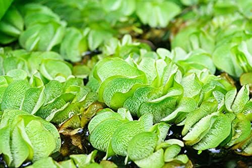 Khanda Giant Salvinia natans Watermoss - Aquatic Plants Live - Rare Plant - Water moss Live Plant for Pond/Aquarium- Healthy Live Plant | Floating Watermoss | Live Plants for Aquarium Tank-image-29