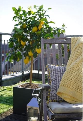 Limonero 4 estaciones Eureka Árbol cítrico en maceta de 5L | Para plantar en huerto o jardín | Planta natural de exterior (Limonero)