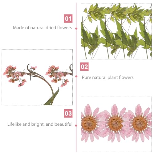Flores secas prensadas naturales para manualidades 35 piezas miniatura 3