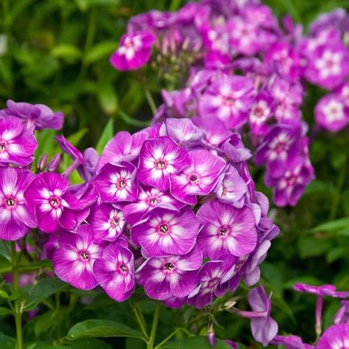Image of Phlox Flower Seeds - Vibrant Garden Annuals, Easy-to-Grow, Butterfly & Pollinator Friendly, Perfect for Beds, Borders & Containers - 100+ Seeds