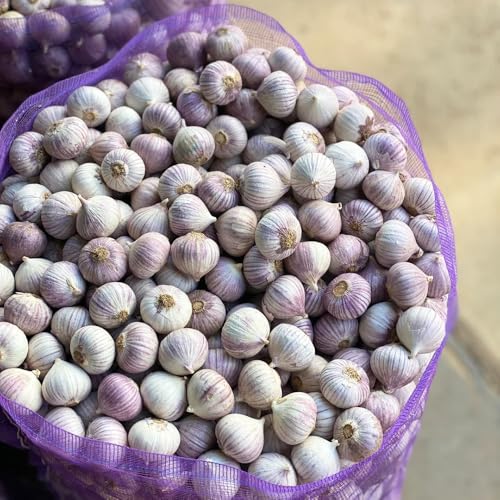 Semillas de ajo resistentes: plante semillas de ajo, perennes resistentes, balcón de invernadero. Semillas orgánicas, fáciles de plantar. jardín de 150pcs