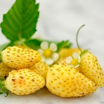 Seeds Alpine Strawberry Yellow Wonder Everbearing Climbing Berries Heirloom for Planting Non GMO