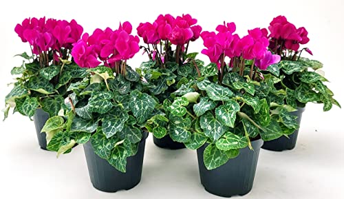 POWERS TO FLOWERS - CICLAMINO A FIORE PICCOLO PROFUMATO, CICLAMINO MINI FUCSIA, 5 PIANTE, VASO 10CM, piante vere