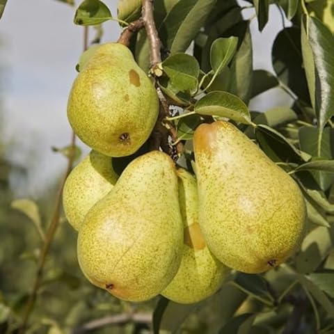 Plant Theory 1.2m Pear Williams' Bon Chrétien Tree Cover