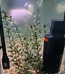 Review Image by Ken in Annapolis, Maryland Ken in Annapolis, Maryland