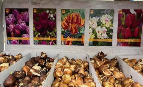 25 bulbi di tulipano colori misti h 50 cm multiflora come da foto in greppia