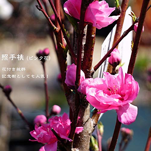 Amazon.co.jp: ハナモモ 照手桃（ピンク花） 1年生接木苗 庭木 落葉樹