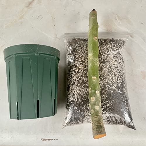 【プルメリア栽培セット】初心者にもオススメ・品種ラベル落ちのお得な価格！ 必要な資材の全てがセットになった国産カット苗のプルメリア栽培セット【スリット鉢・プルメリア専用培養土・栽培説明書つき】のサムネイル