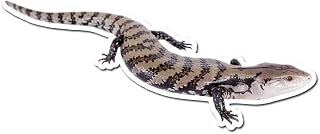 Indonesian Blue Tongued Skink - 4 Inch Full Color Vinyl Decal for Indoor or Outdoor use, Cars, Laptops, Décor, Windows, and More