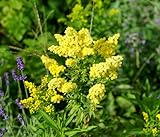 Echtes Labkraut – Galium verum – Duftende Wildblume mit goldgelben Blüten – 1000 Samen