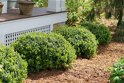 1 Gal. Sprinter Boxwood (Buxus) Live Evergreen Shrub, Green Foliage #TOP1