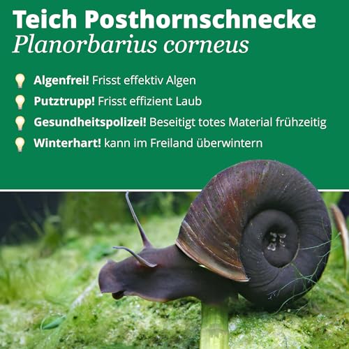 Teich Posthornschnecke, 3 St. + 1 x NH TOXEX BALL - Der lebende ALGEN ENTFERNER für den Gartenteich! GESUNDHEITS POLIZEI im Gartenteich!