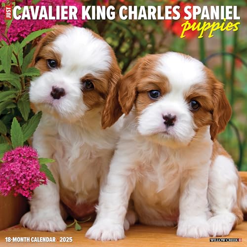 Cavalier King Charles Spaniel Puppies