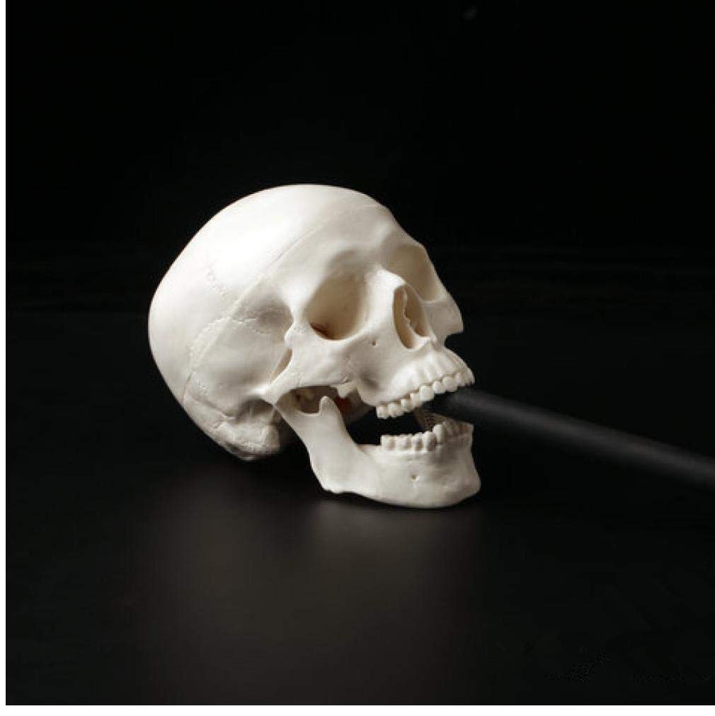 Esqueleto Humano De Plastico Modelo Anatomico Cráneo Humano Anatomia +  Cerebro Y Craneo | Envío Gratis Craneo Tamaño Real, image size:1010x1011