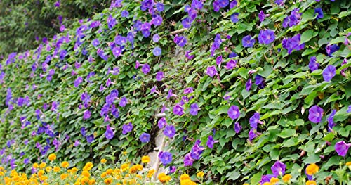 Image of Morning Glory Climbing Flowers Seeds for Home and Gardening, Pack of 30 Seeds
