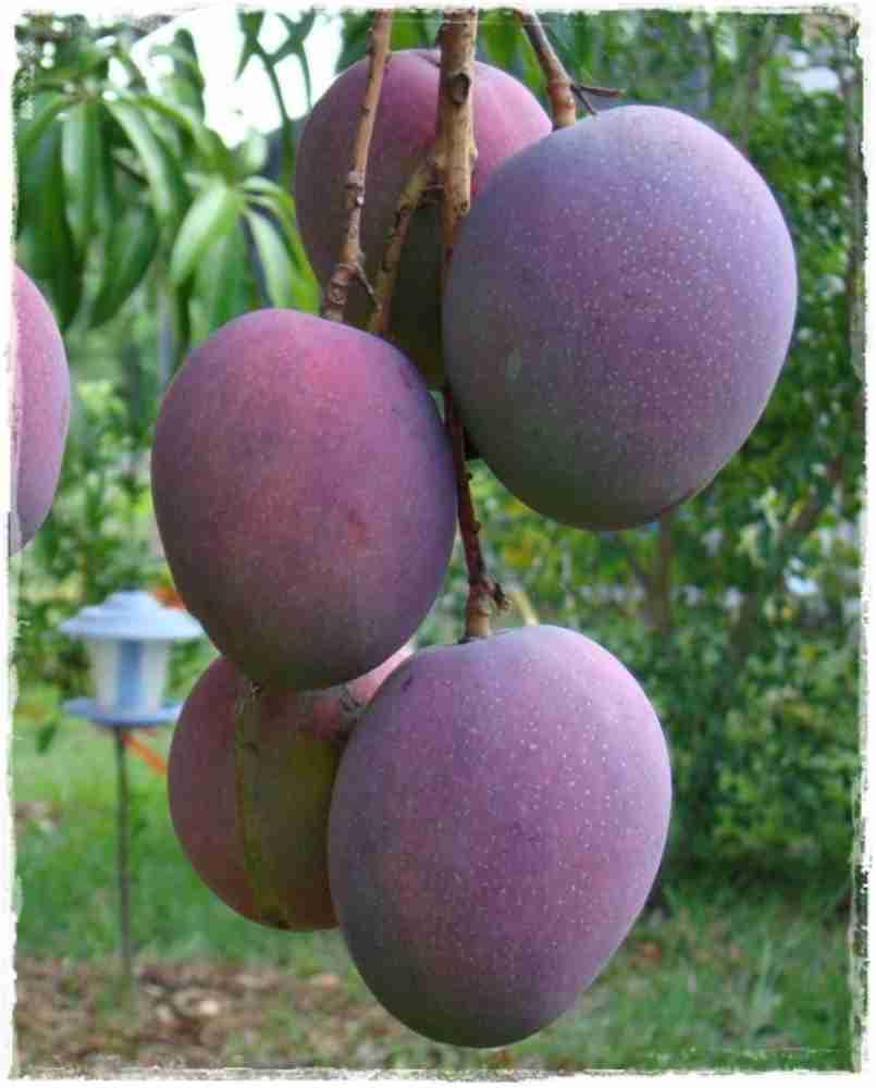 High Yield Rare Black Stone Mango Plant Live Upto 2feet Height Grafted Mature Plant Suitable for Container Gardening (Pack of 1) 1