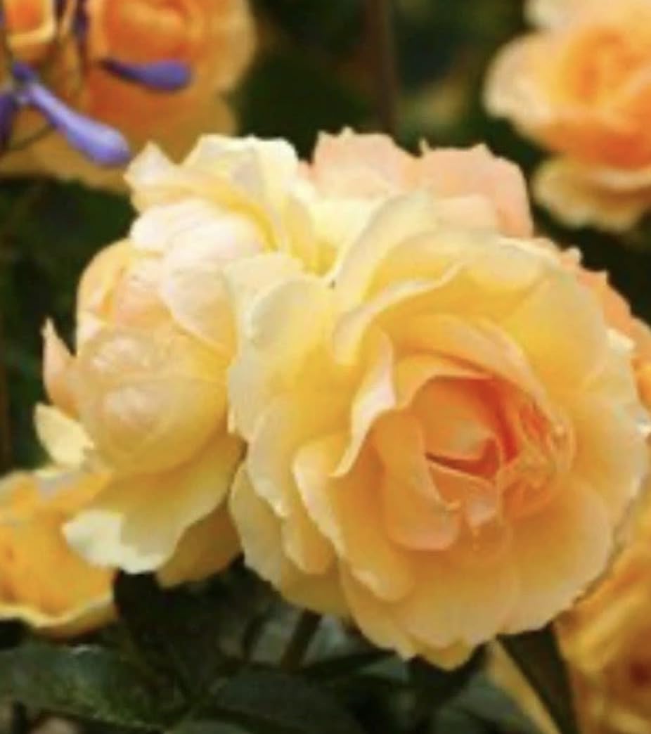 Queen Bee- Amber Golden Blooms- Bush Rose - Fragrant- in a 3 Litre Pot