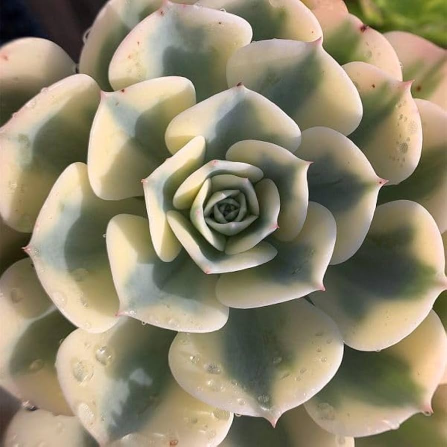 多肉植物　錦　ルノーディーン　カット苗　699 エケベリア：ルノーディーン 2.5号ポット の通販 | 園芸ネット