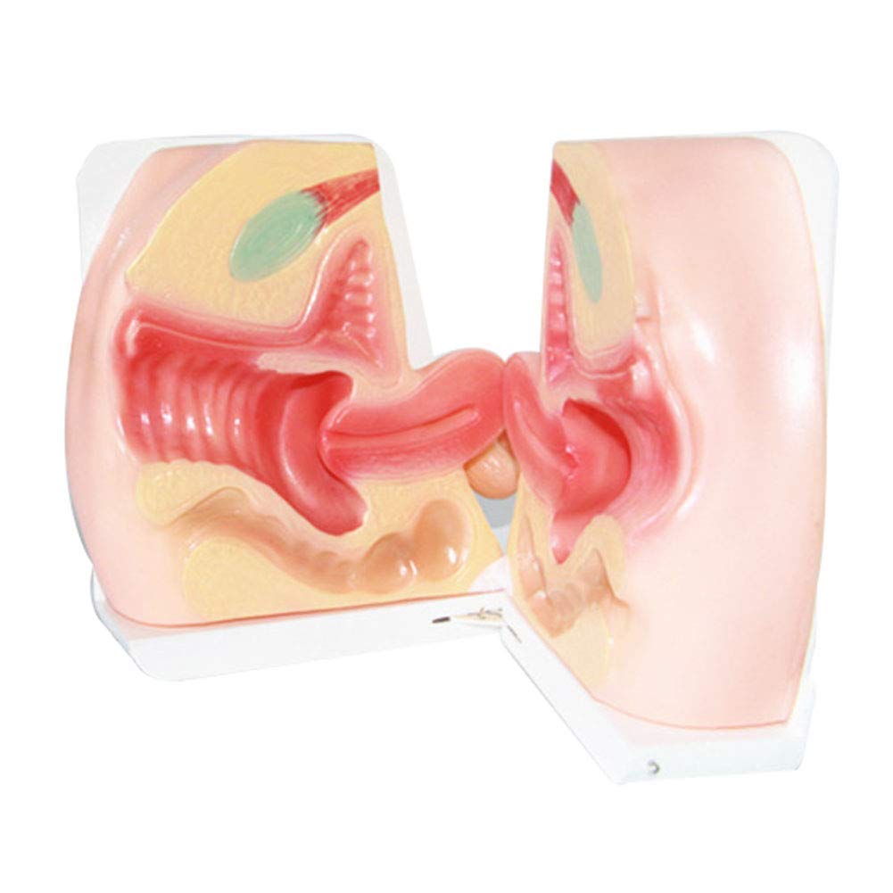 Modello di Allenamento di contraccezione Femminile - Modello di Modello di Assistente Medico - Modello di ginecologia Medica - in Vendita Modello di Studio didattico