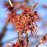 zaubernuss giftig max Wuchsgröße: 3 - 4 Meter Orange Zaubernuß Jelena 30-40cm - Hamamelis intermedia - Gartenpflanze
