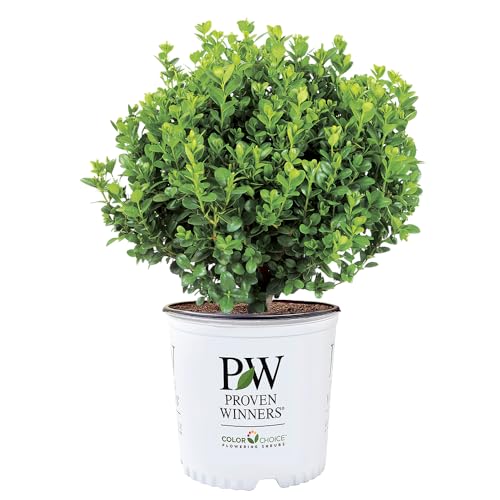 Proven Winners 1 Gal. Neatball Boxwood Shrub