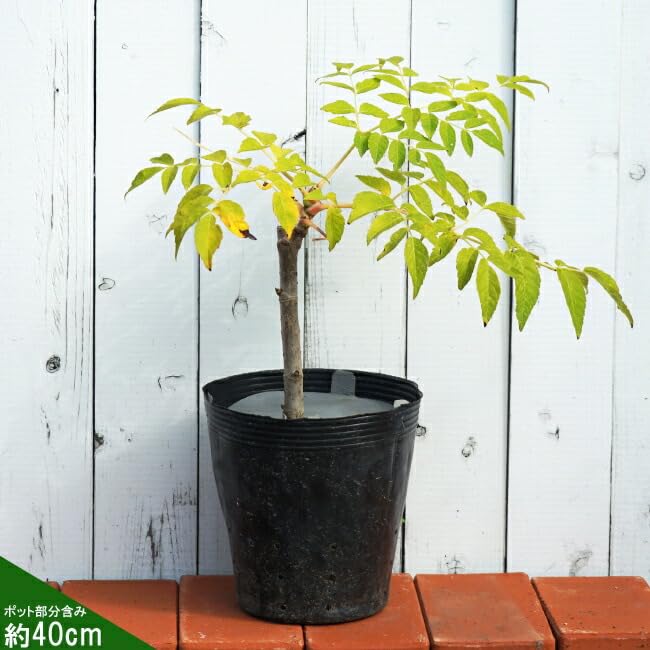 タラの芽 根付き苗 5本セット Amazon.co.jp: タラの芽 苗 【トゲナシタラ】 タラの木 ポット苗 : DIY
