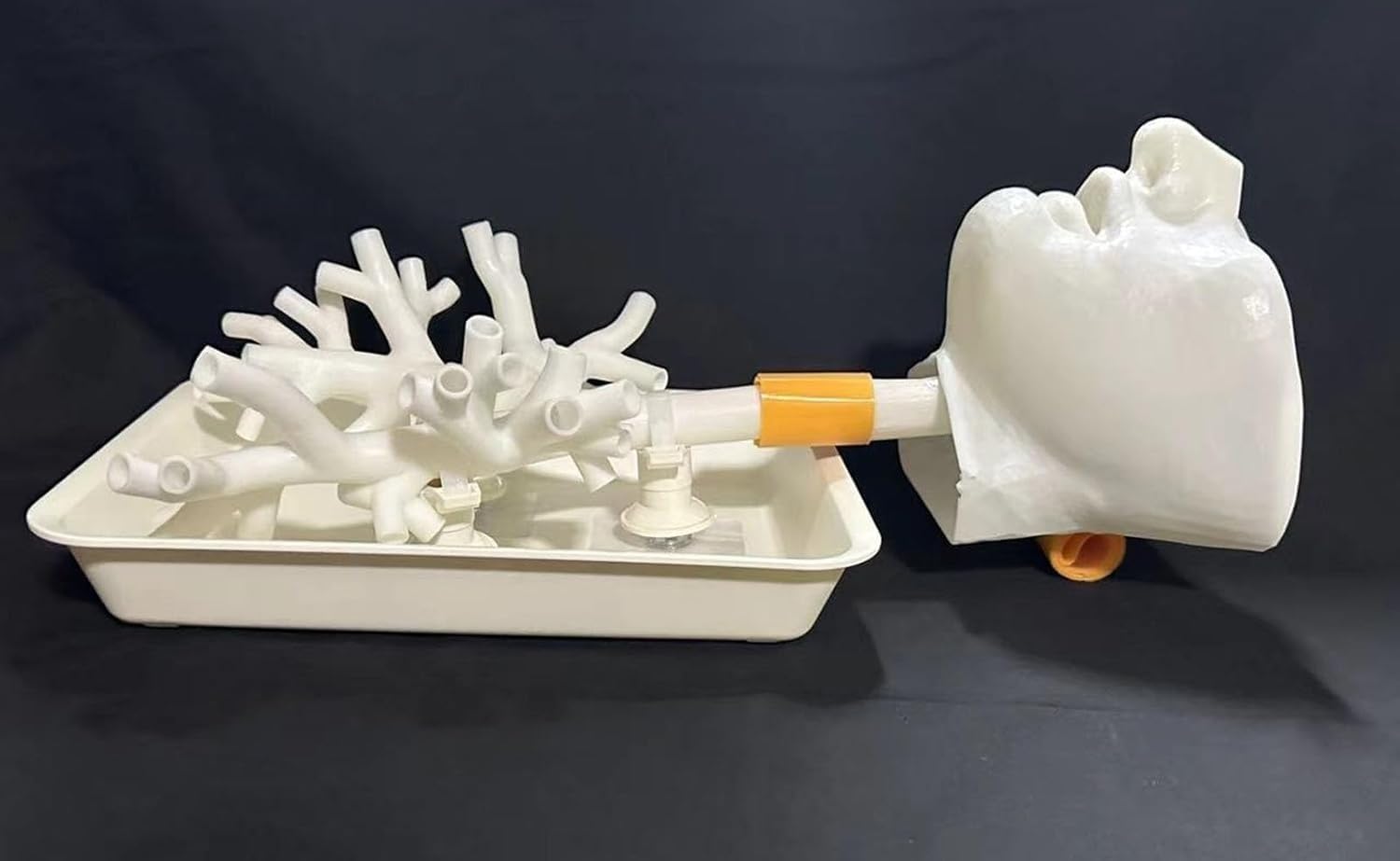 Model szkoleniowy bronchoskopii, ludzki układ oddechowy, krtań, tchawica | Bronchoskopowy model anatomiczny drzewa oskrzelowego, zestaw włókien oskrzelowych, do nauki pielęgniarstwa w szkole(2)