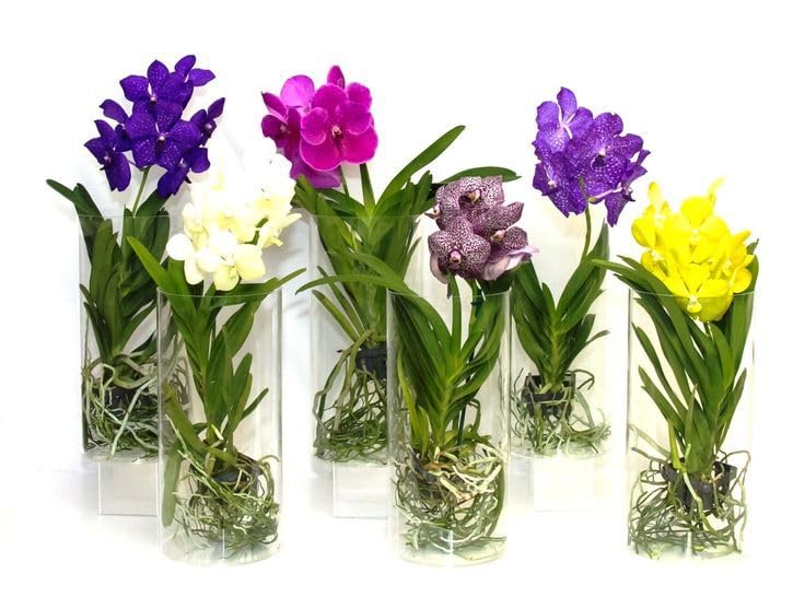 Live orchid Flower plant - (pack of 6) mixed color's | Air Purification Natural Decorative plant,without pot-image-32