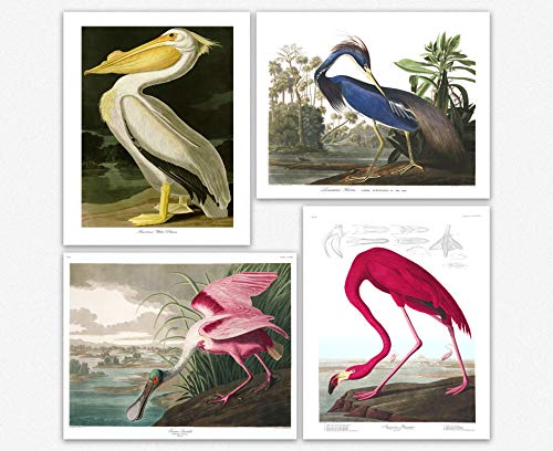 Affiche vintage oiseaux pour habiller un mur vide avec un magnifique tableau de salon 20 x 25