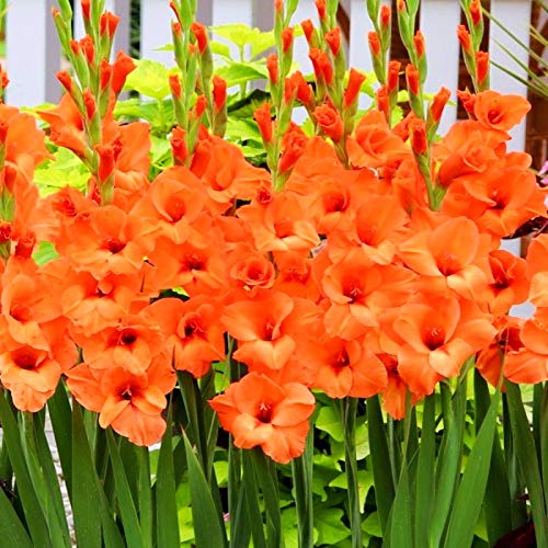 Navya germination Gladiolus Lovely Orange Lily Flower Bulbs Best Pack