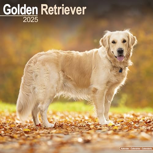Golden Retriever Calendar 2025 | Square Dog Breed Wall Calendar - 16 Month