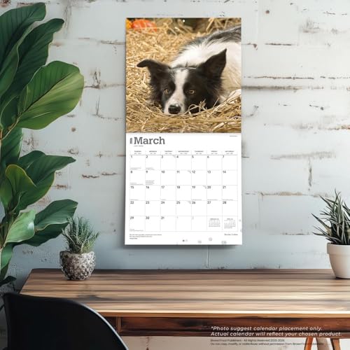 Border Collies | 2026 12 x 24 Inch (Hanging) Monthly Square Wall Calendar | Plastic-Free | BrownTrout | Animals Dog Breeds - image 5