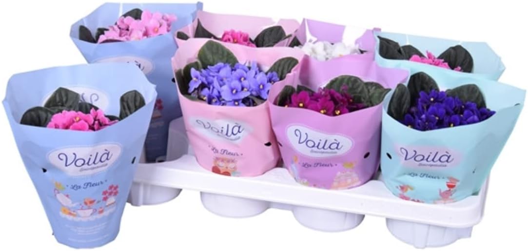 3 x African Violet Saintpaulia Flowering Random Colors Indoor Plants Mix Colours in 12cm pots