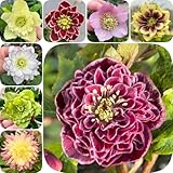 400 pcs Christrosen Kaufen Samen - winterharte pflanzen für garten, winterharte blumen Helleborus thibetanus - blumensamen mehrjährig winterhart, balkonpflanzen winterhart blumenwiese