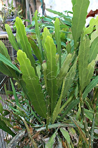 Three(3) Pcs White Orchid Cactus Epiphyllum Cutting, P9615 #TOP3