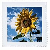 Square dimensions (in inches): 6 L x 6 W, image dimensions (in inches): 4 L x 4 W 100% poloyester; image is soft to touch. Made in USA Edges have pinking shear cut Image will not fade with washing. Image not a transfer, part of material