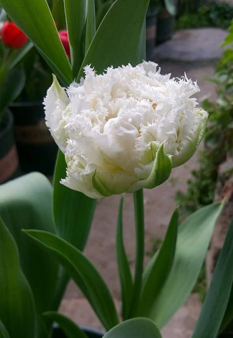 Amazon チュウリップ球根 酔わせる花 素敵な大きな花の鑑賞 優しい花しっかりした花大いなる愛 1 3球根 花