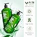 Majestic Pure Tea Tree Shampoo for Men and Women - Hydrating Formula Fights Dandruff, Lice and Itchy, Irritating or Dry Scalp - For All Hair Types - Sulfate Free 16 fl oz (pack of 2)