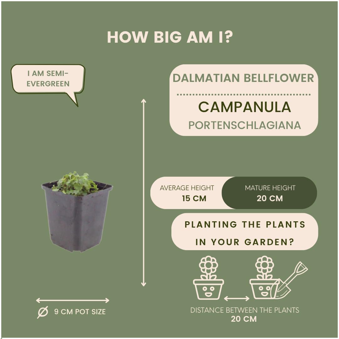 Plants by Frank Campanula Portenschlagiana, 60x Dalmatiner Glockenblume