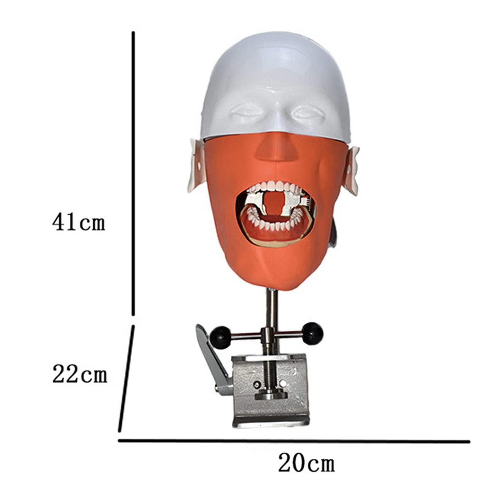 Modello Di Testa Di Phantom Dentale, Simulatore Dentale Phantom Head Training Per Dentisti Assistenti Dentali Pratica Dentista Insegnamento Modello Di Pratica, Con Montaggio Su Banco,Sicuro E Inodore