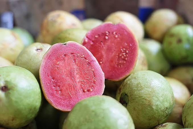 Image of LEAF JIBON, Sweet Taiwan Pink Guava Plant Pink Amrud (Air Layering /Grafted) Live Plant Hybrid All Seasons 1.2 /2 Ft Height Pack Of-1 Healthy Fruit Plant
