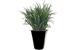 Enliven Gardens with Miniature Greenery: Dwarf Mondo Grass Trio