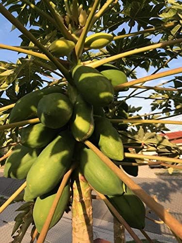50/100 Taiwan Papaya Tree Seeds High Germination Best Organic Sweet Fruits (100)