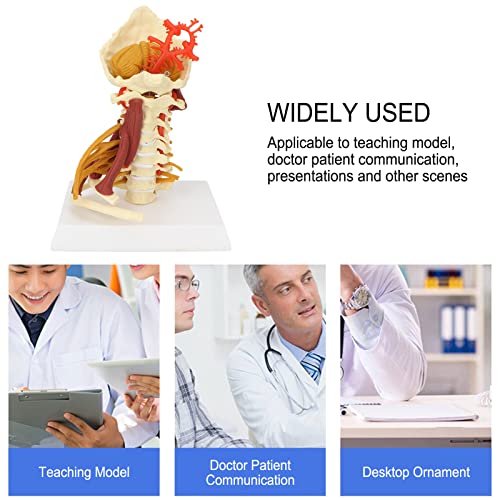 Image of Cervical Spine Model,Removable Human Spinal Model, for Doctor Patient Communication Science Classroom Study Display Teaching Model