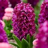 Flores de jacinto Woodstock (15 bulbos), colección de jacintos perfumados, 3 variedades/colores, perennes, resistente al invierno, mezcla de bulbos de flores de Holanda para jardín, maceta, florero )