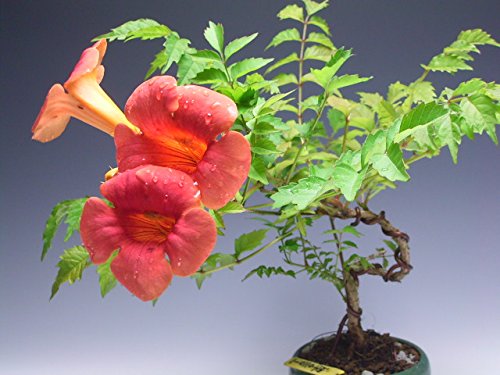 Amazon | 盆栽 ノウゼンカズラ（オレンジ花）盆栽仕立ての鉢植え | 盆栽