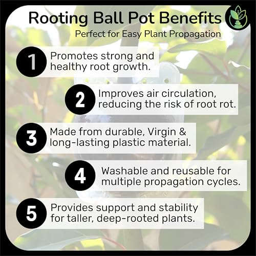 Image of Little Forest - 2 Inch & 3 Inch Combo Plastic Rooting Ball, Plant Rooting Propagation Ball, Faster Root Growth, 100% Virgin Plastic, Reusable, Selflocking (Transparent - 2 Inch /5pcs, 3 Inch /5pcs)