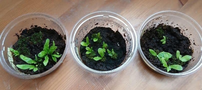 ビカクシダ胞子培養株　3種セット Amazon｜ビカクシダ 胞子培養株 3個セット｜観葉植物 オンライン通販