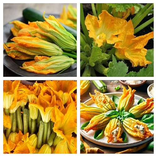 Semi di Zucchino da Fiore per Orto e Coltivazione in Vaso da Balcone, Zucca da fiore, Cucurbita Pepo ricette dello chef